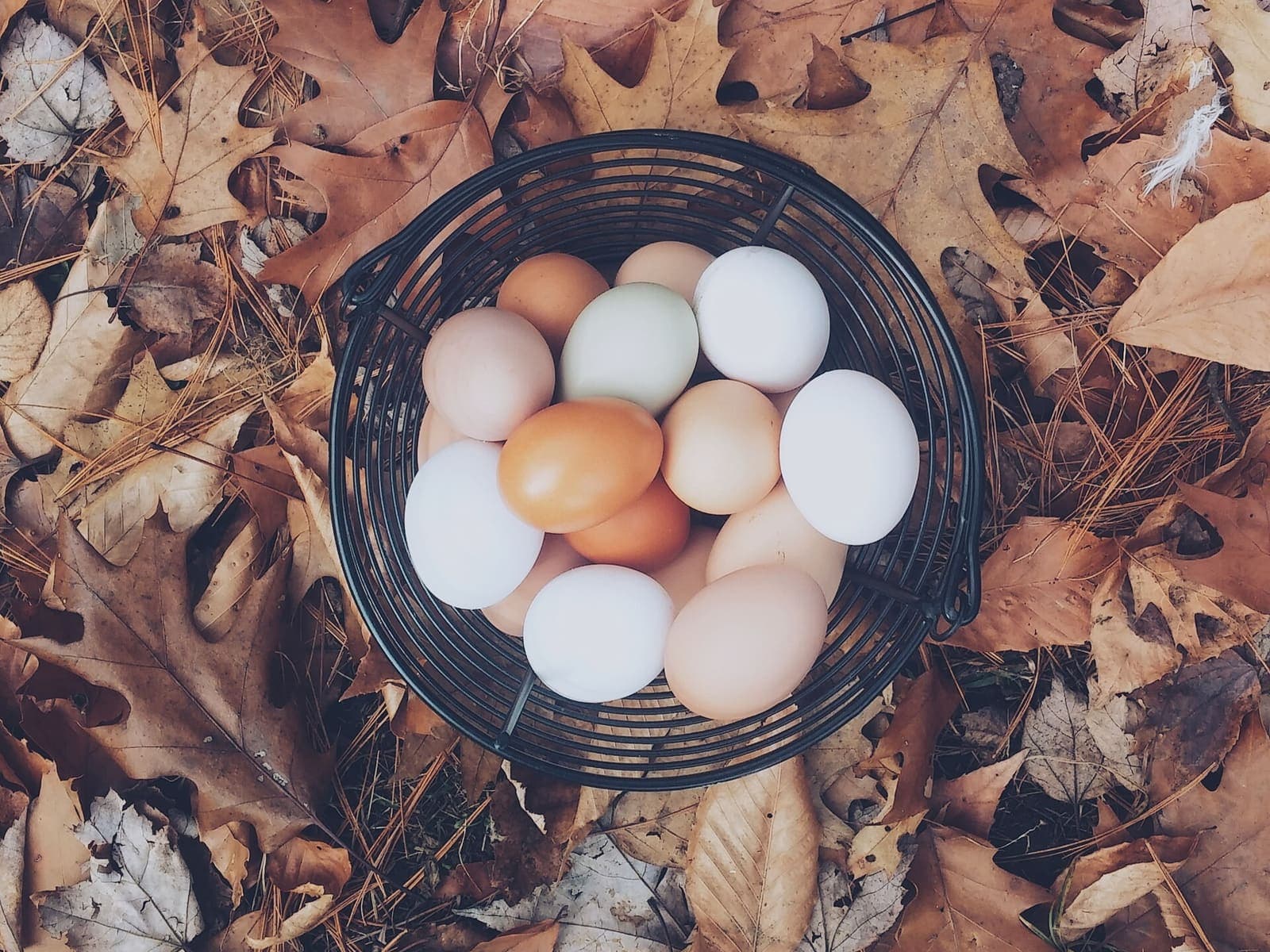 A basket of fresh farm eggs on autumn leaves